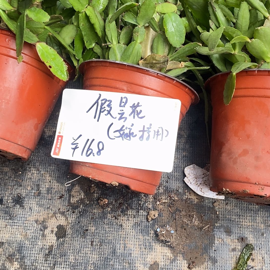 无花朵假昙花嫁接用福利