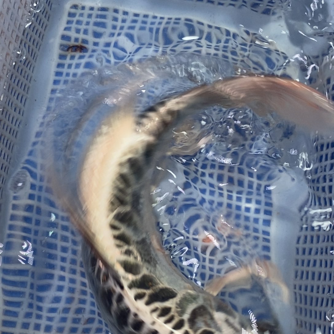 锦鲤冷水锦鲤包邮