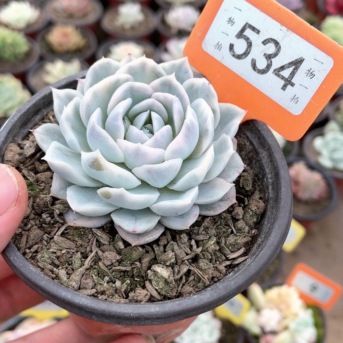 【闪购商品】534号