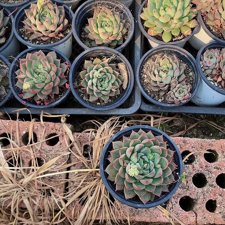 美丽莲10个，0000000000