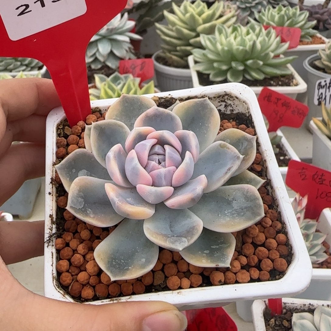 213汉堡锦多肉植物