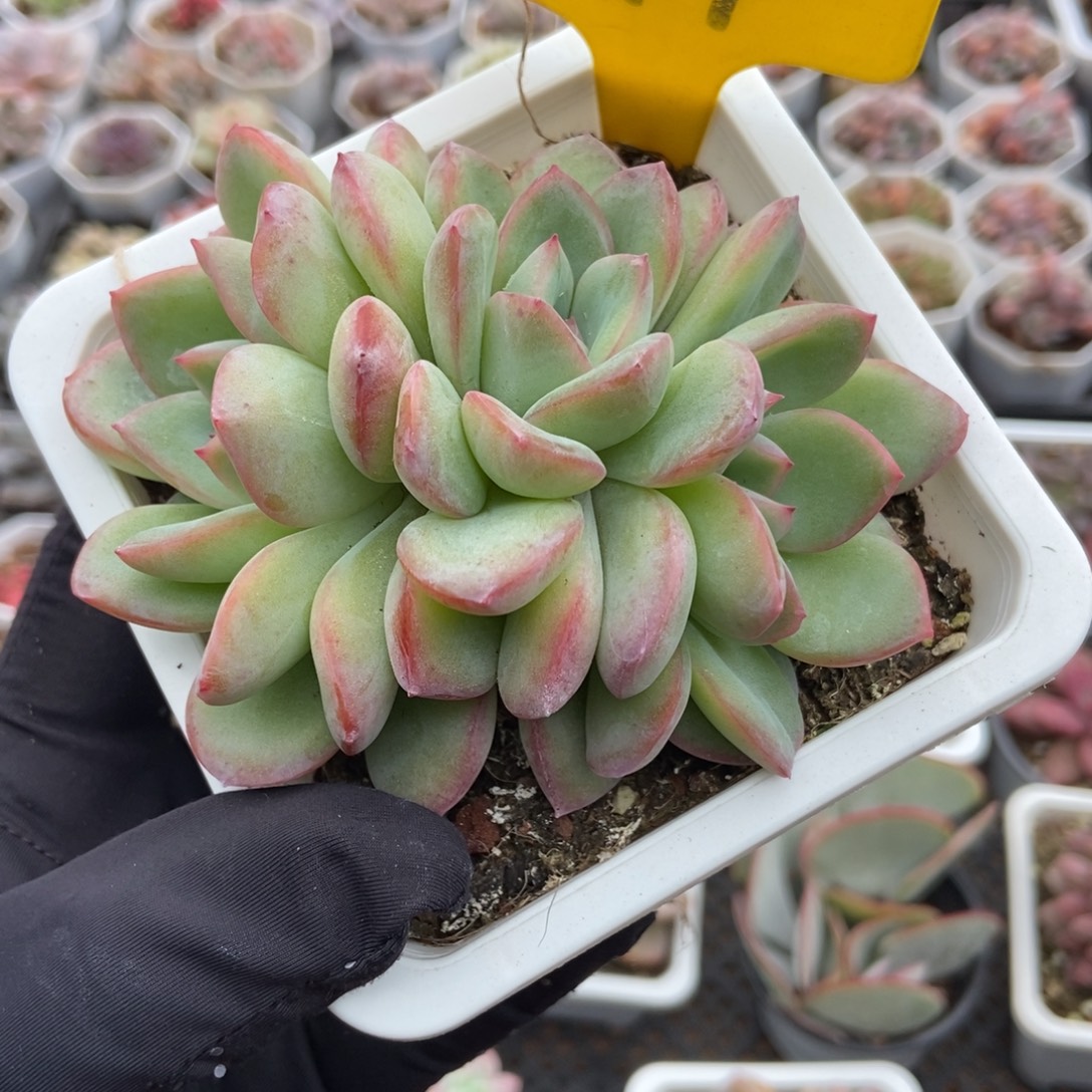 799泡芙多肉植物了