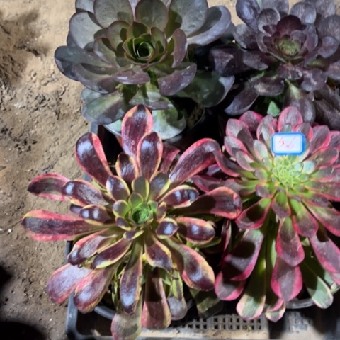 356多肉植物组合