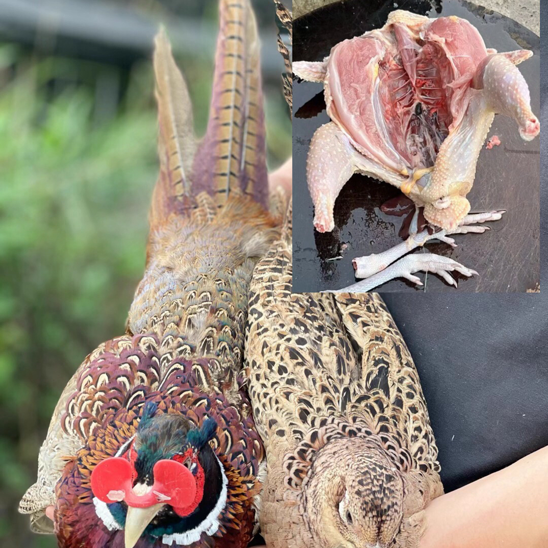 一公两母 散养吃五谷杂粮京东包邮