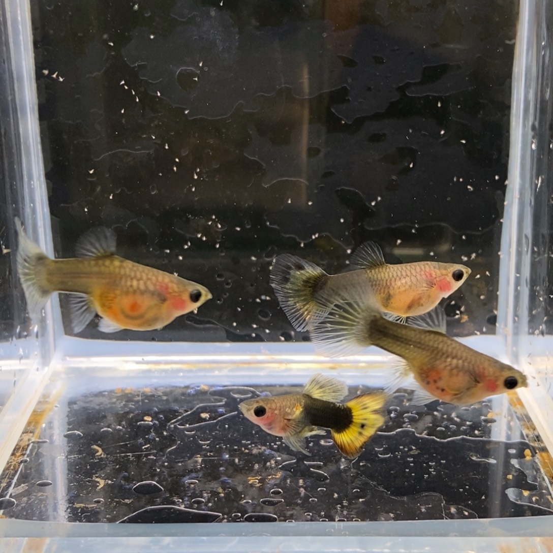 孔雀鱼小蜜蜂玻璃猫三目一公有尾损