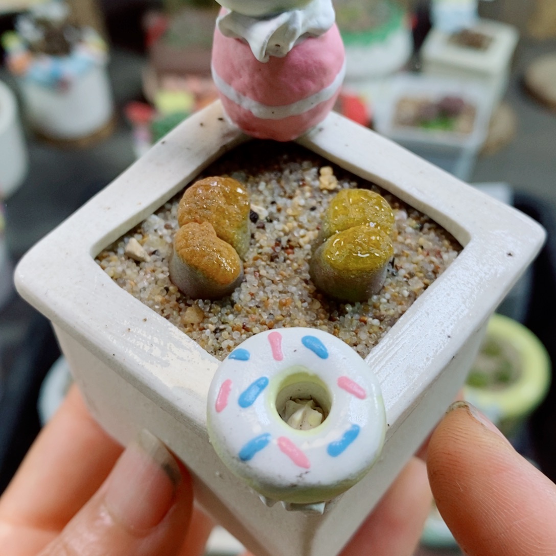 生石花花花花花花花157