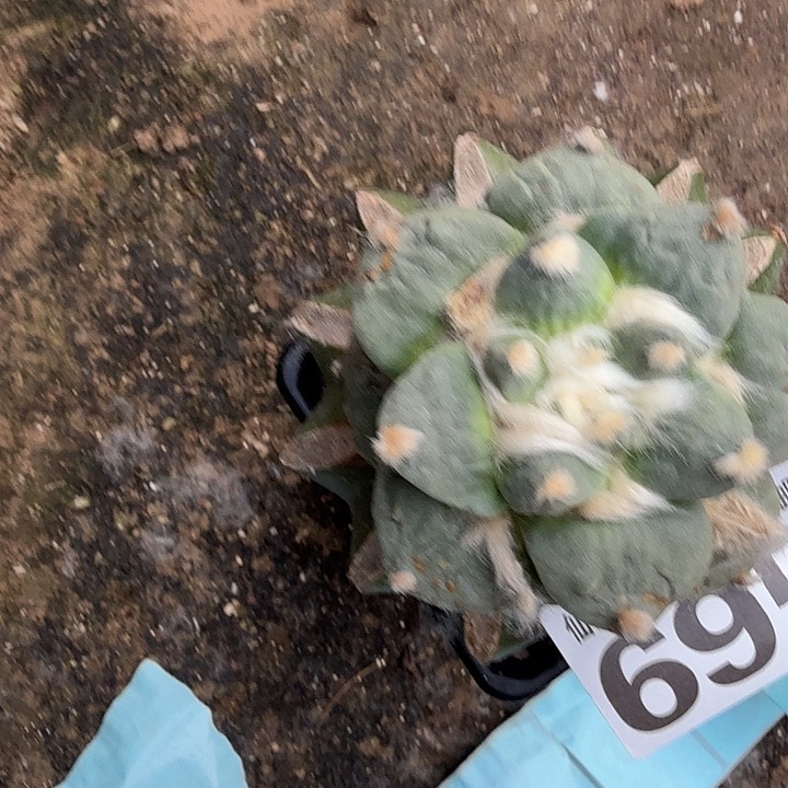 无花朵695白肌花怒牡丹东三