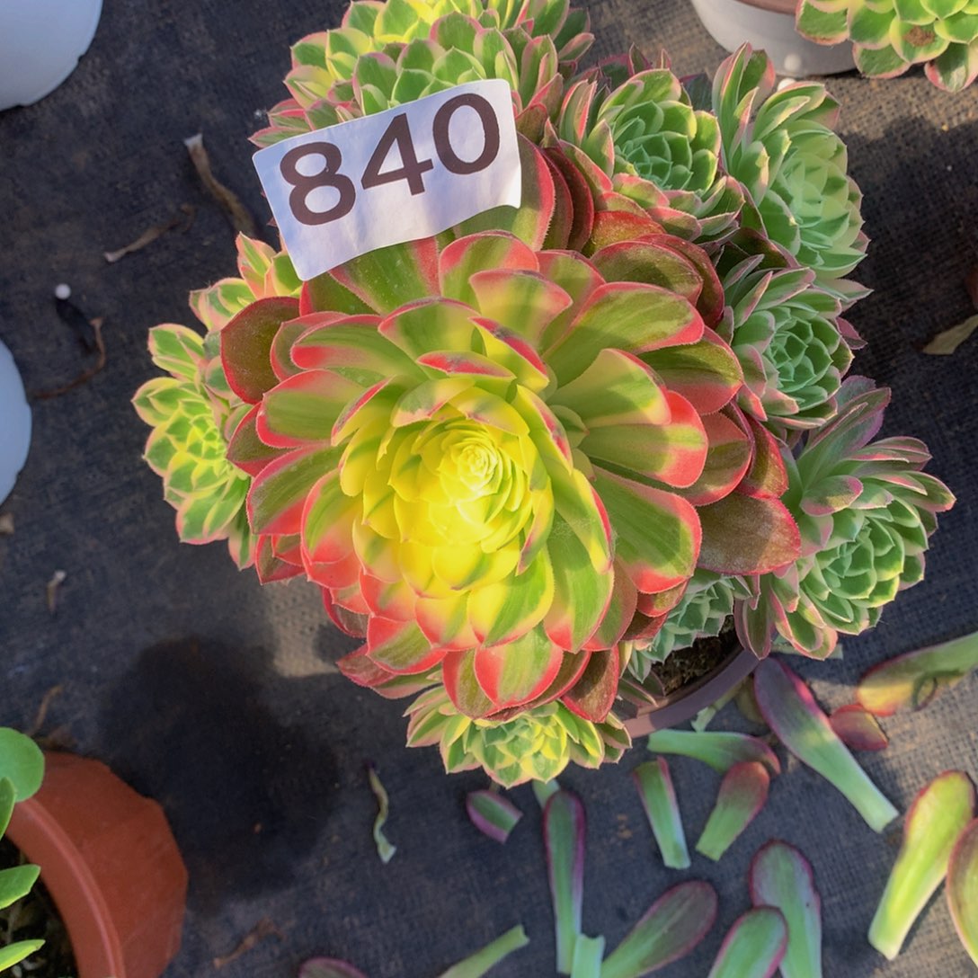 海鲜840法师多肉福利