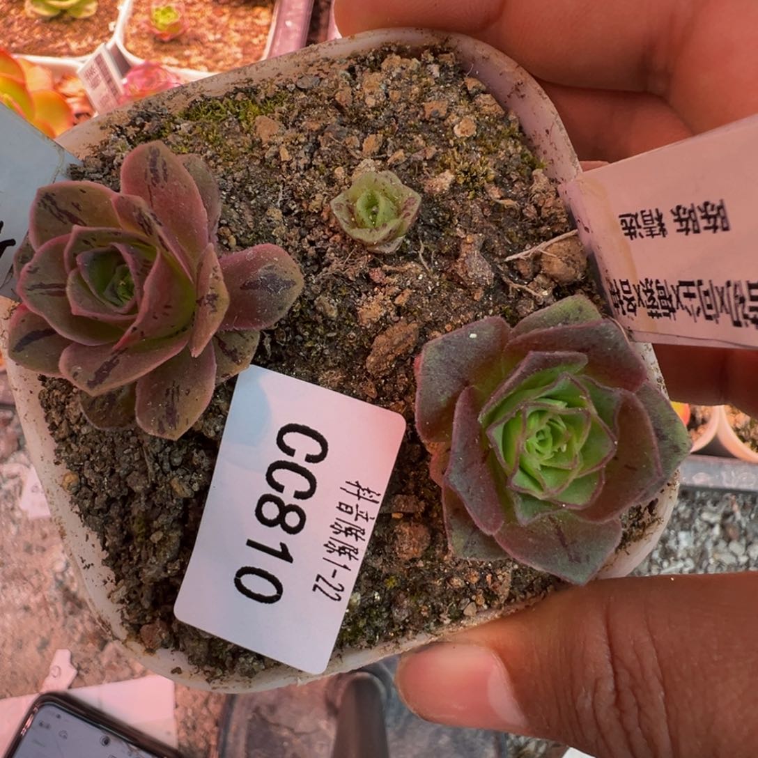 陈陈810一盆打包