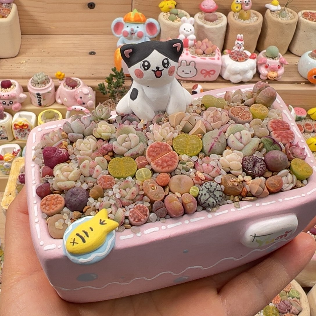 多肉植物35号花海