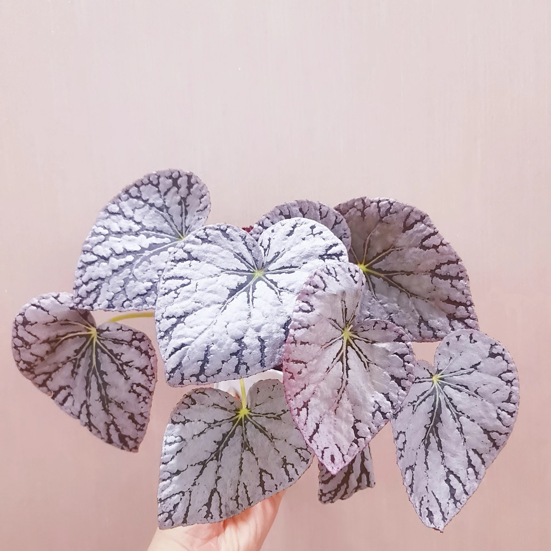 银币秋海棠室内网红盆栽观叶赏花高级感绿植花卉