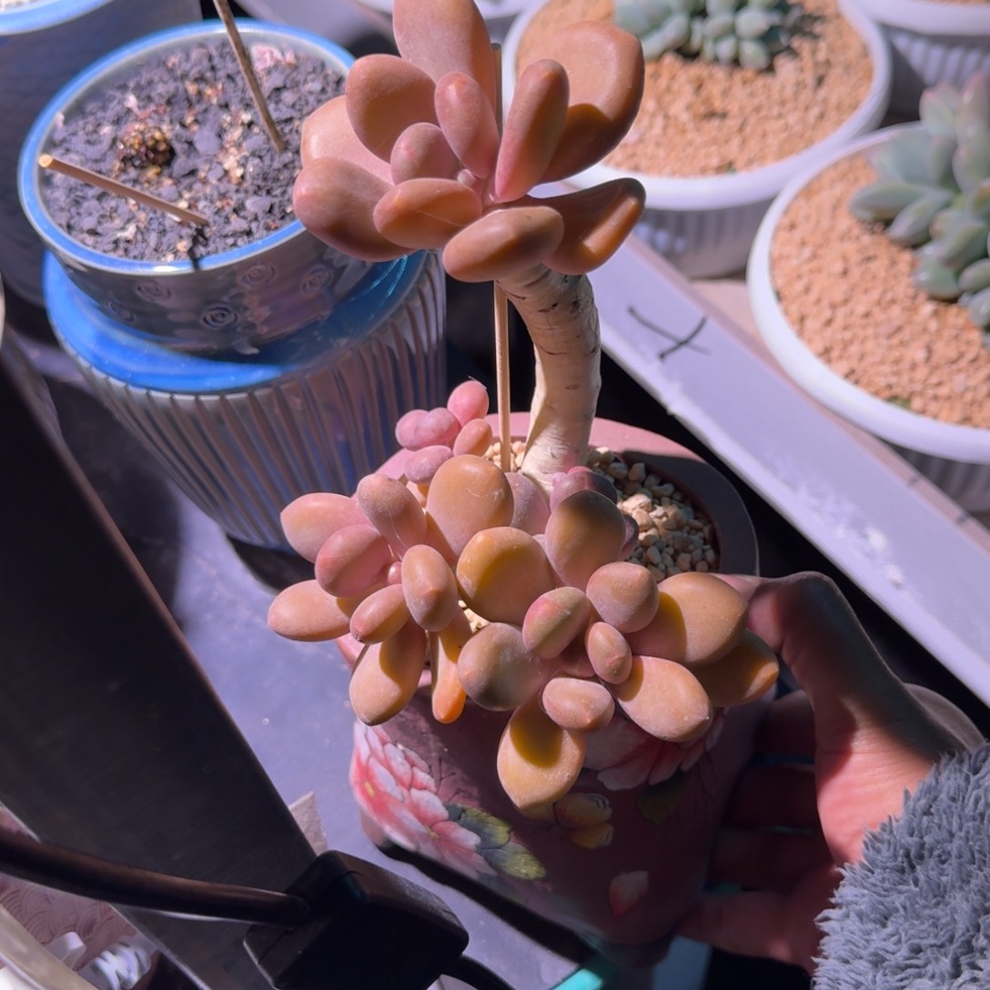 芒果奶 老桩 一物一拍