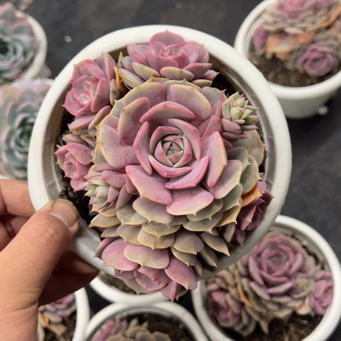 粉蝶控养单头带仔