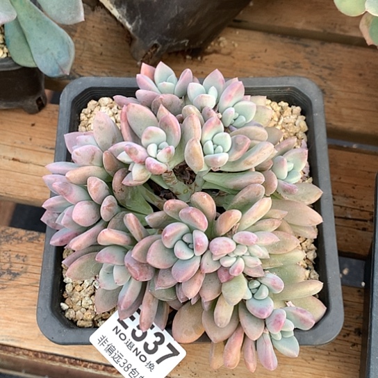 奥普琳娜朵朵537 土里默认微瑕