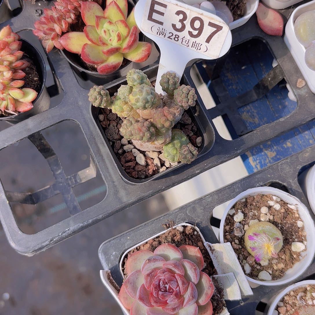 E397足球团扇一物一拍