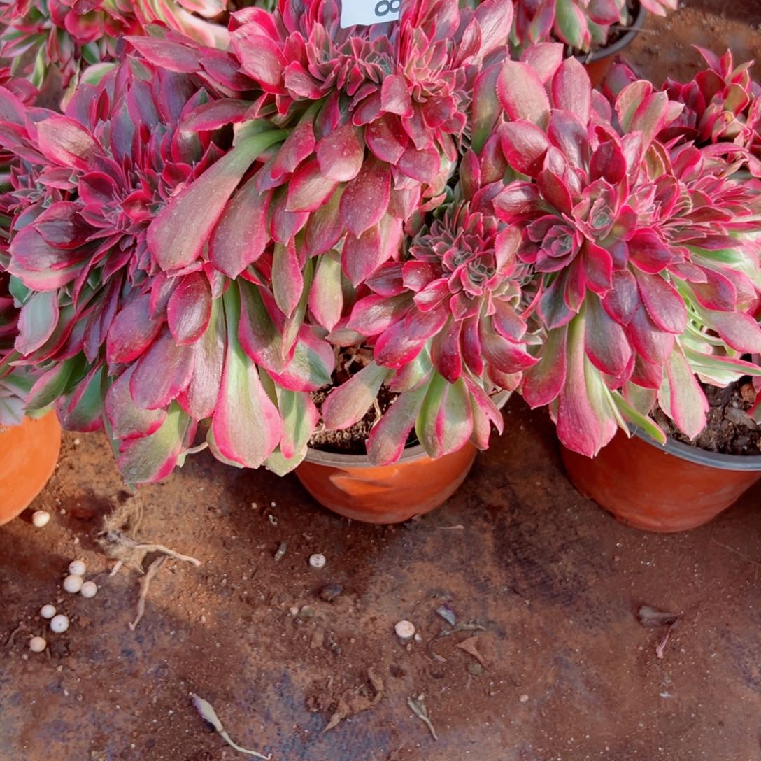 我3948 号多肉法师新年福利女郎