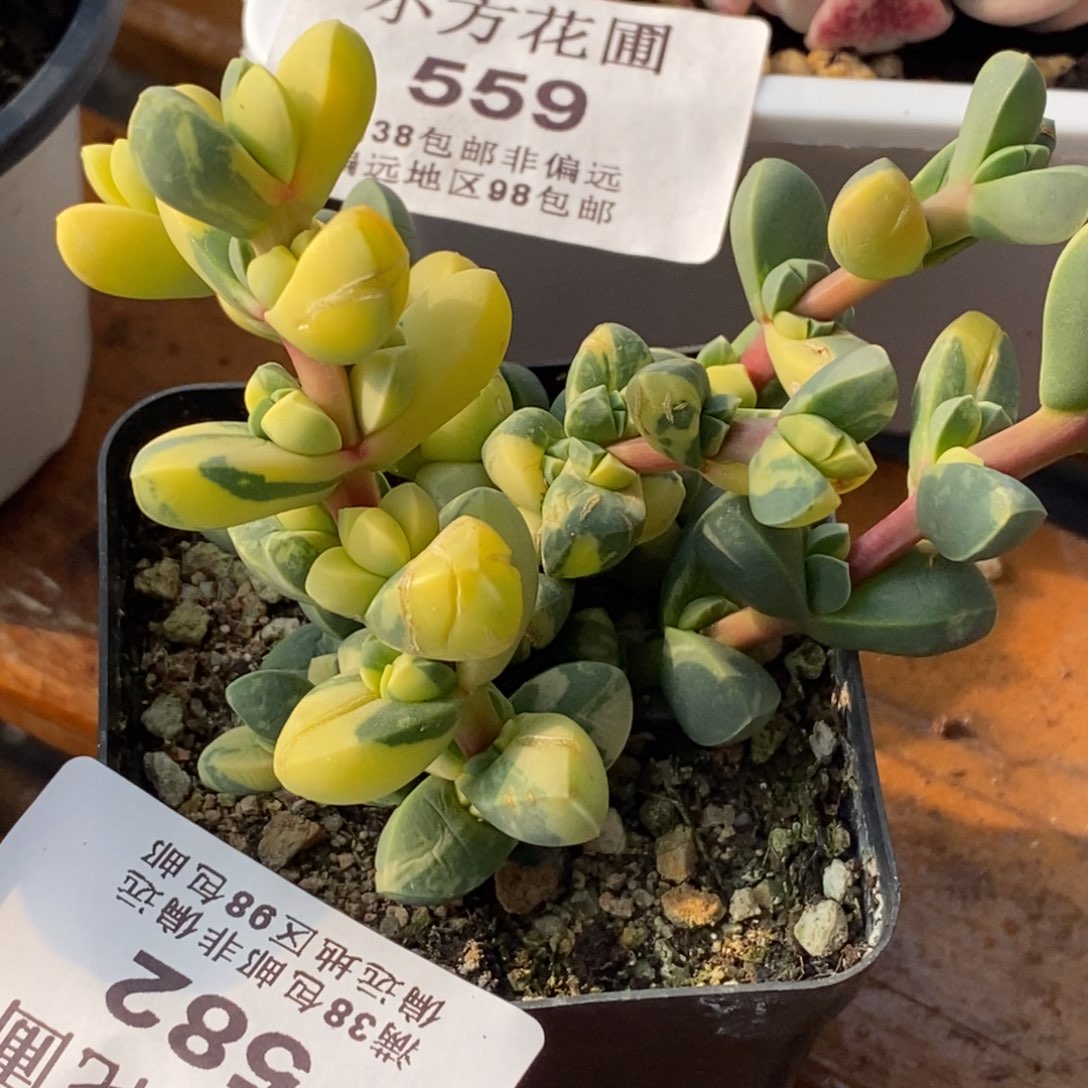 582鹿角海棠锦小群生