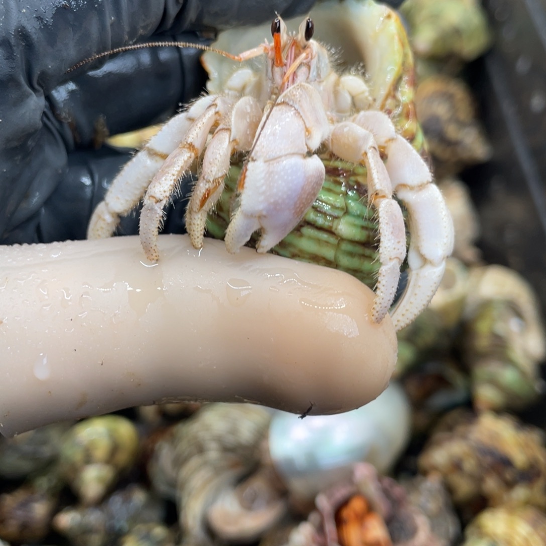 不退不换活体宠物89