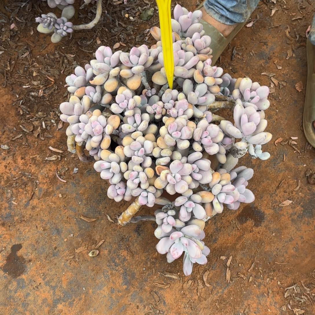 平*。11号老庄多肉植物