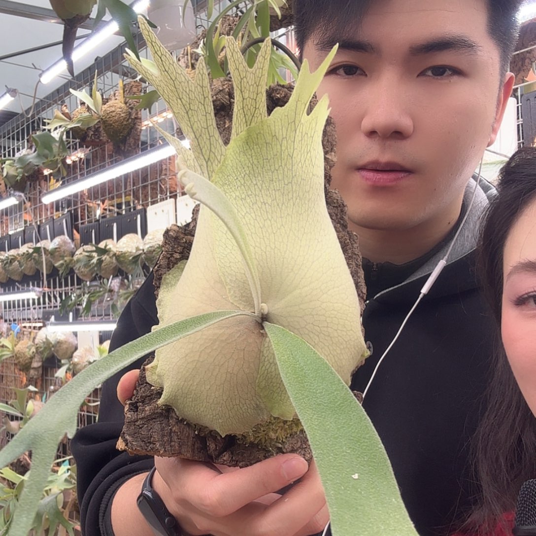 无花朵超美的掉牌鹿