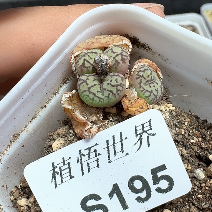 195号多肉植物哇cv