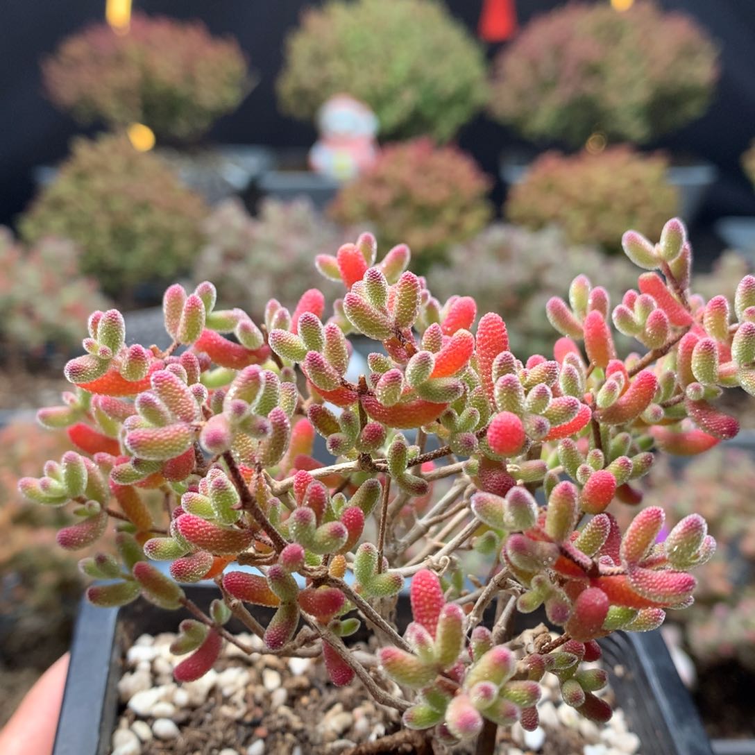 B342冰糖枝干番杏