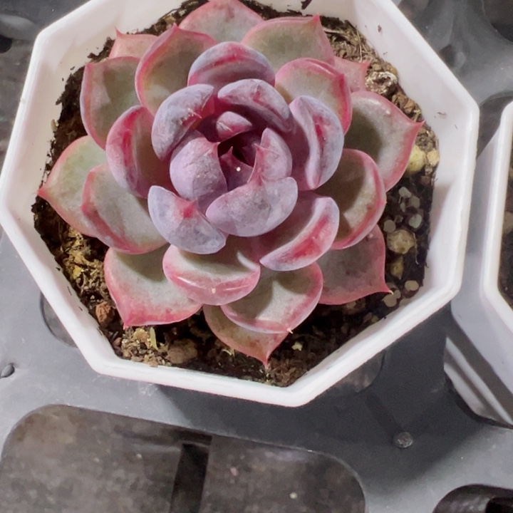 蓝莓精品多肉植物大战僵尸