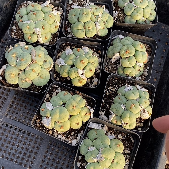 2513吕氏大饼母本一颗