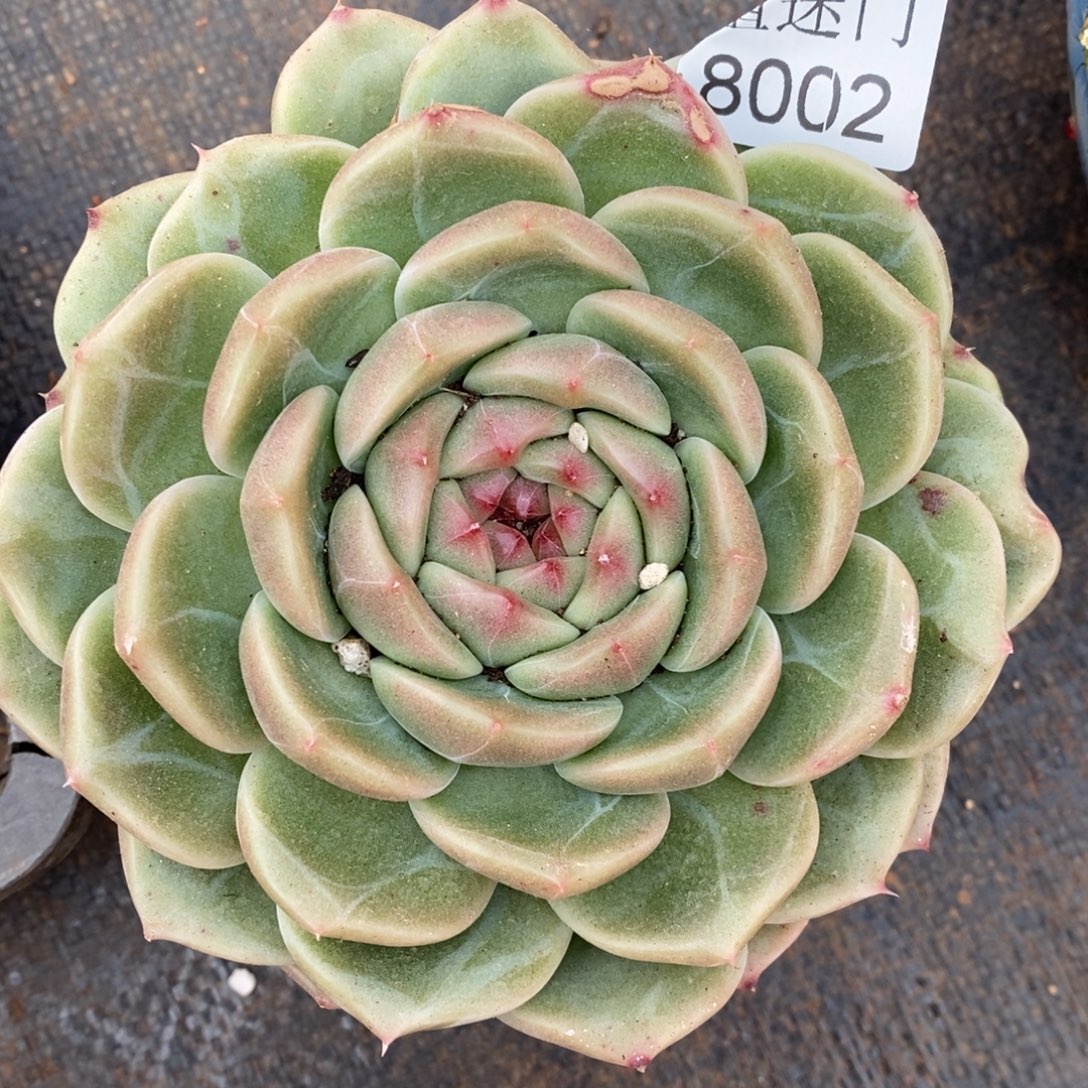 陈***糖叶伤价~8002~12厘米