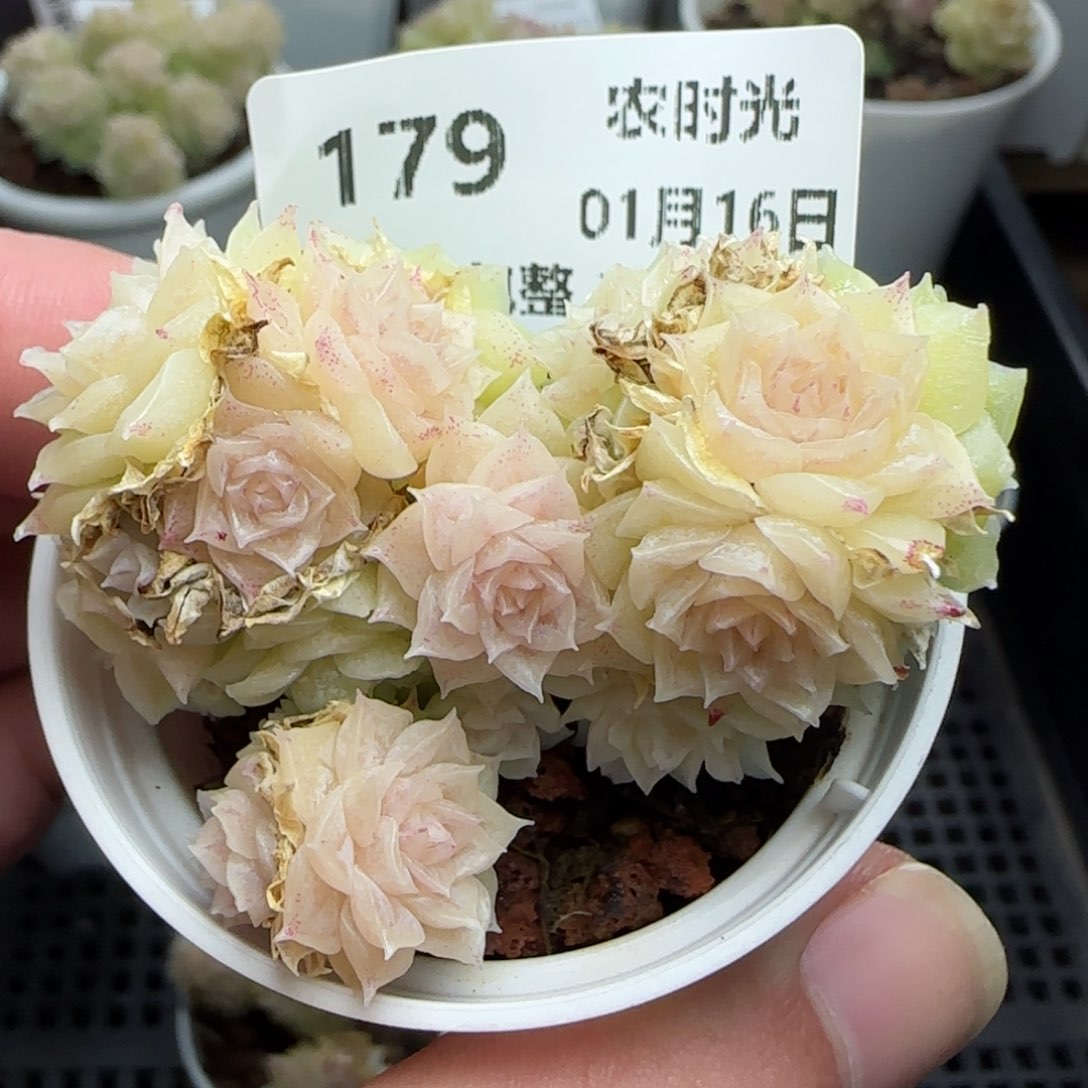 0116-179珠光麦秆