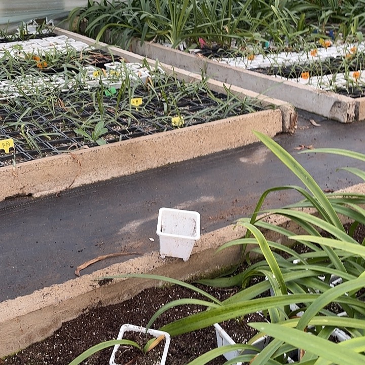 珠***航无花朵恩怡自配真的好土12升