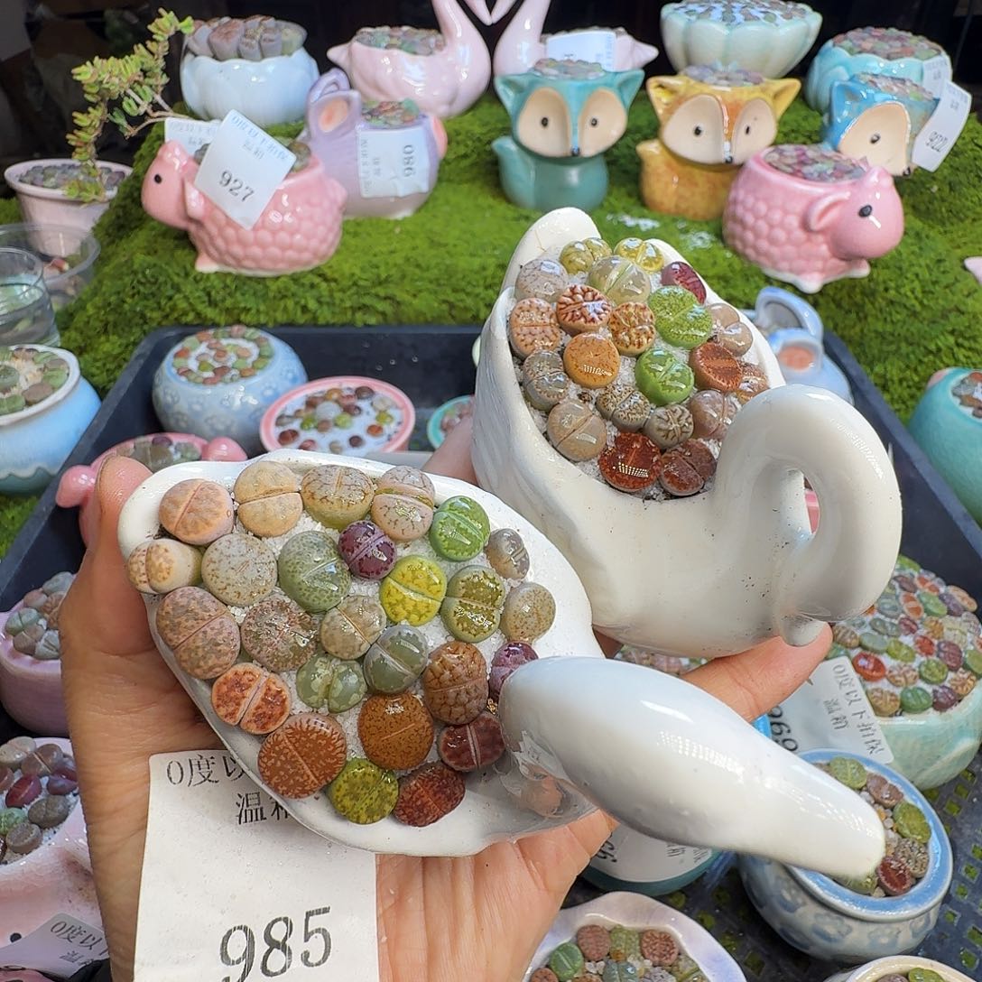 多肉植物福利冲985