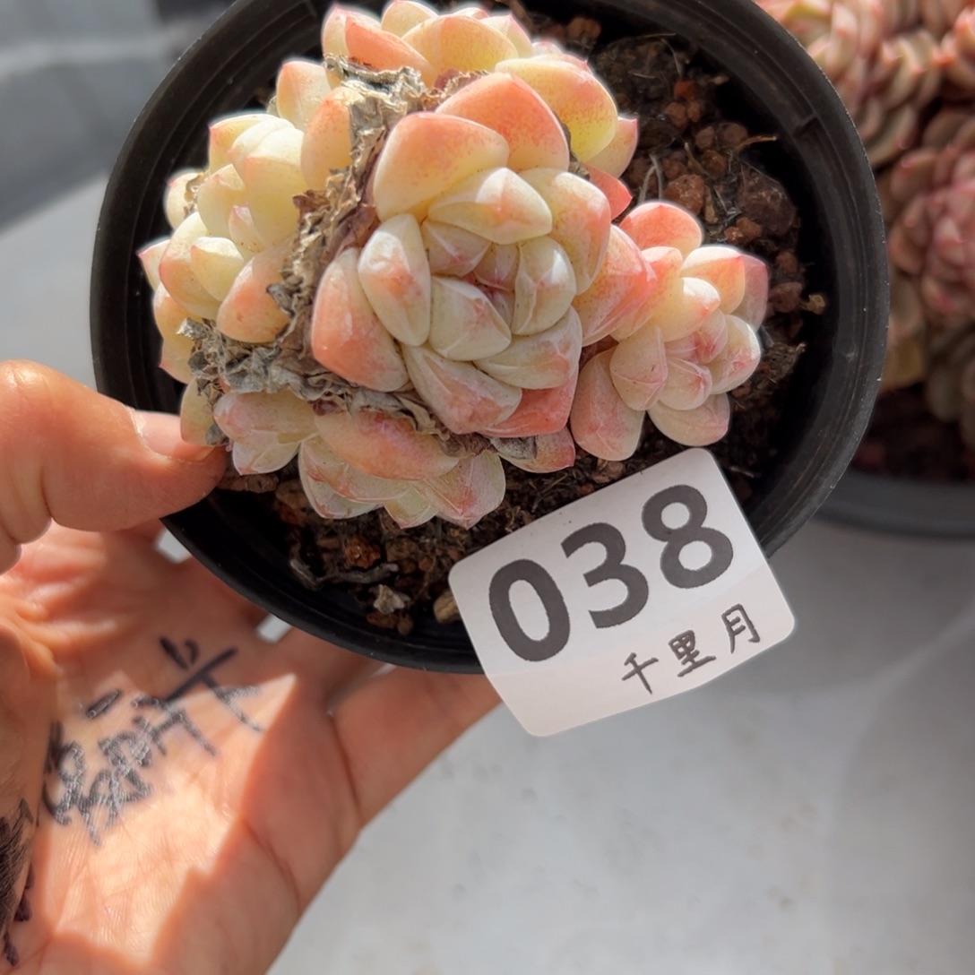 H***y38、点点滴滴的地方尺寸