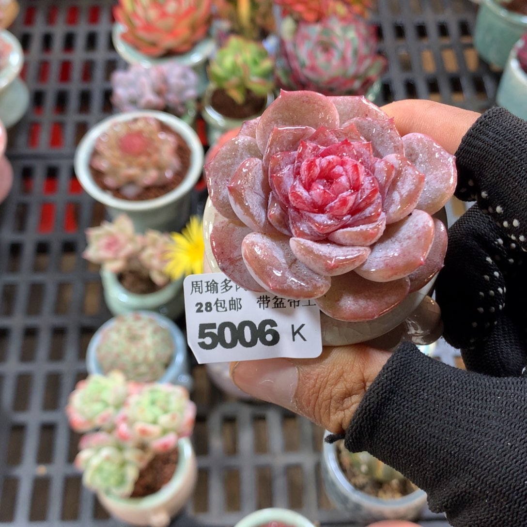 精控多肉植物5006