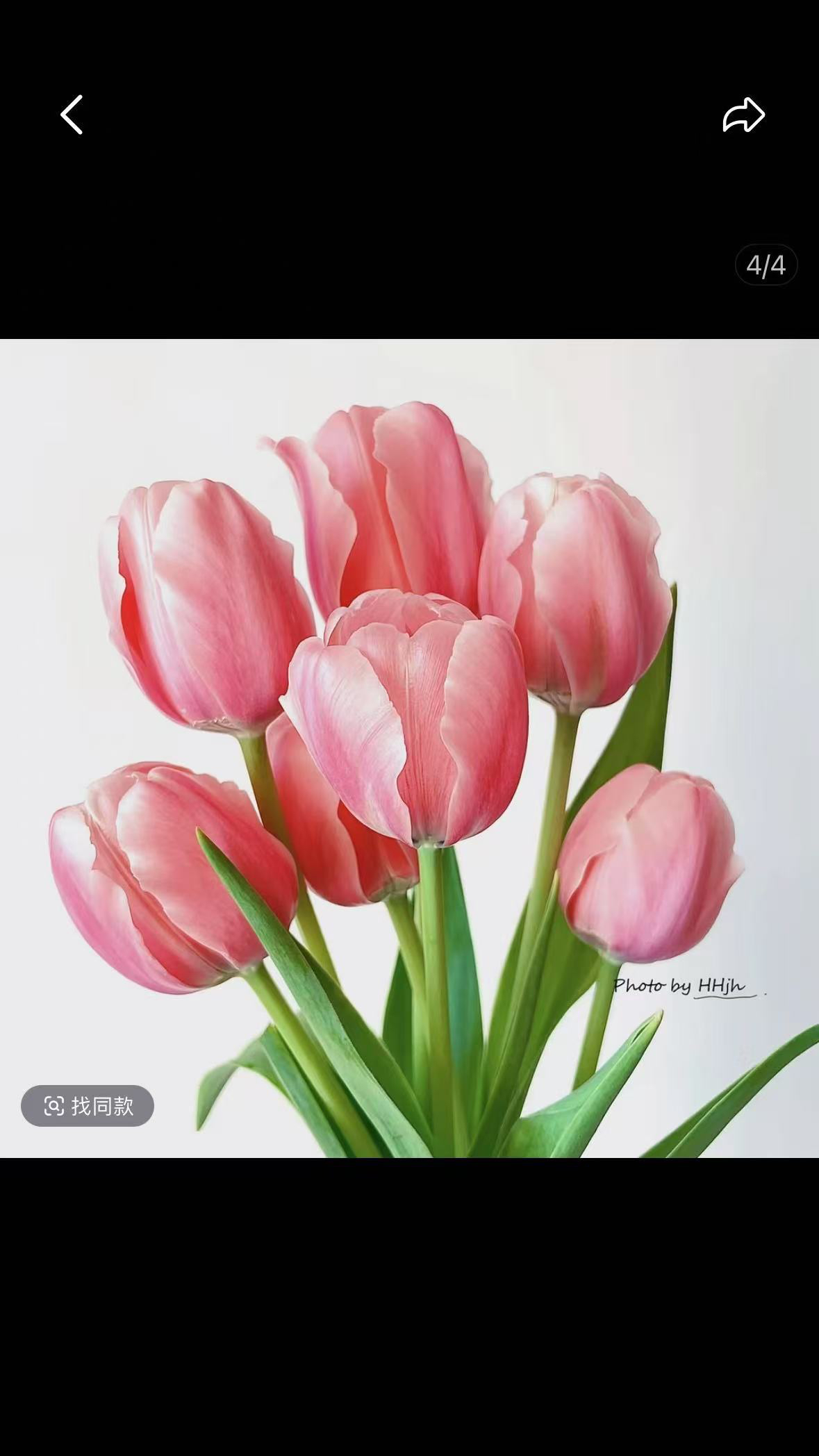 粉色水蜜桃郁金香