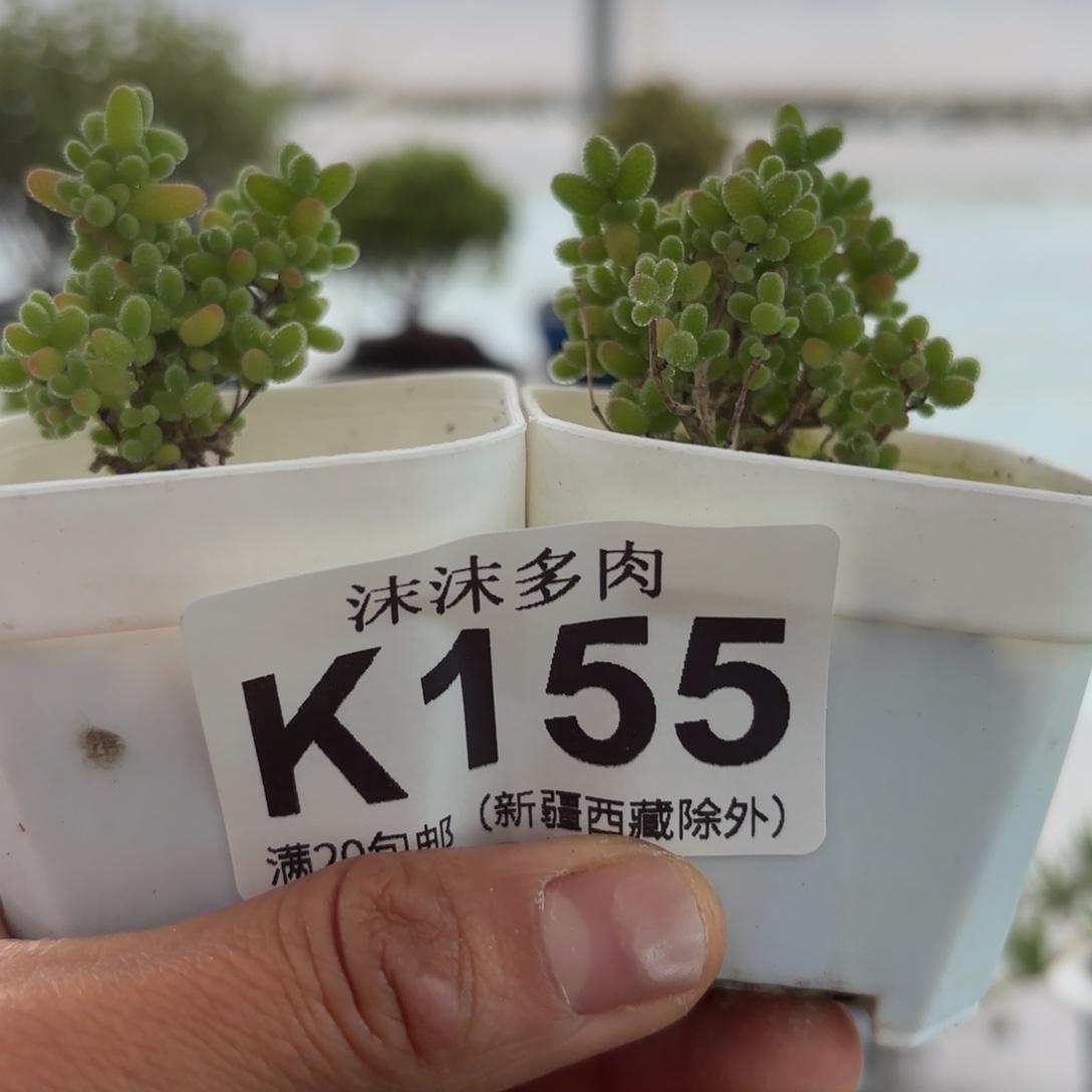 $***L155蜜橘糖球组合下播