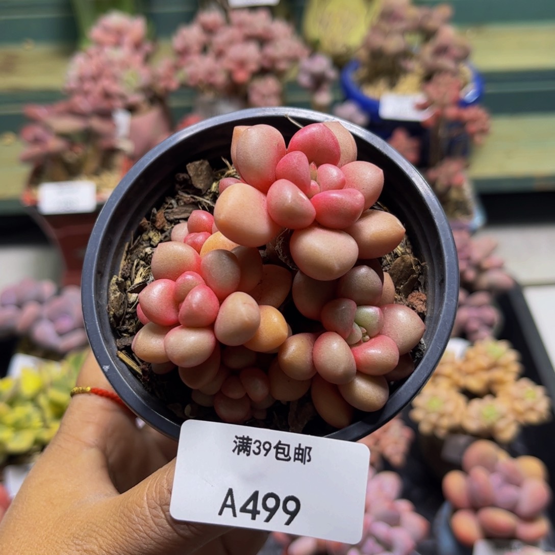 先锋派499/5cm多肉