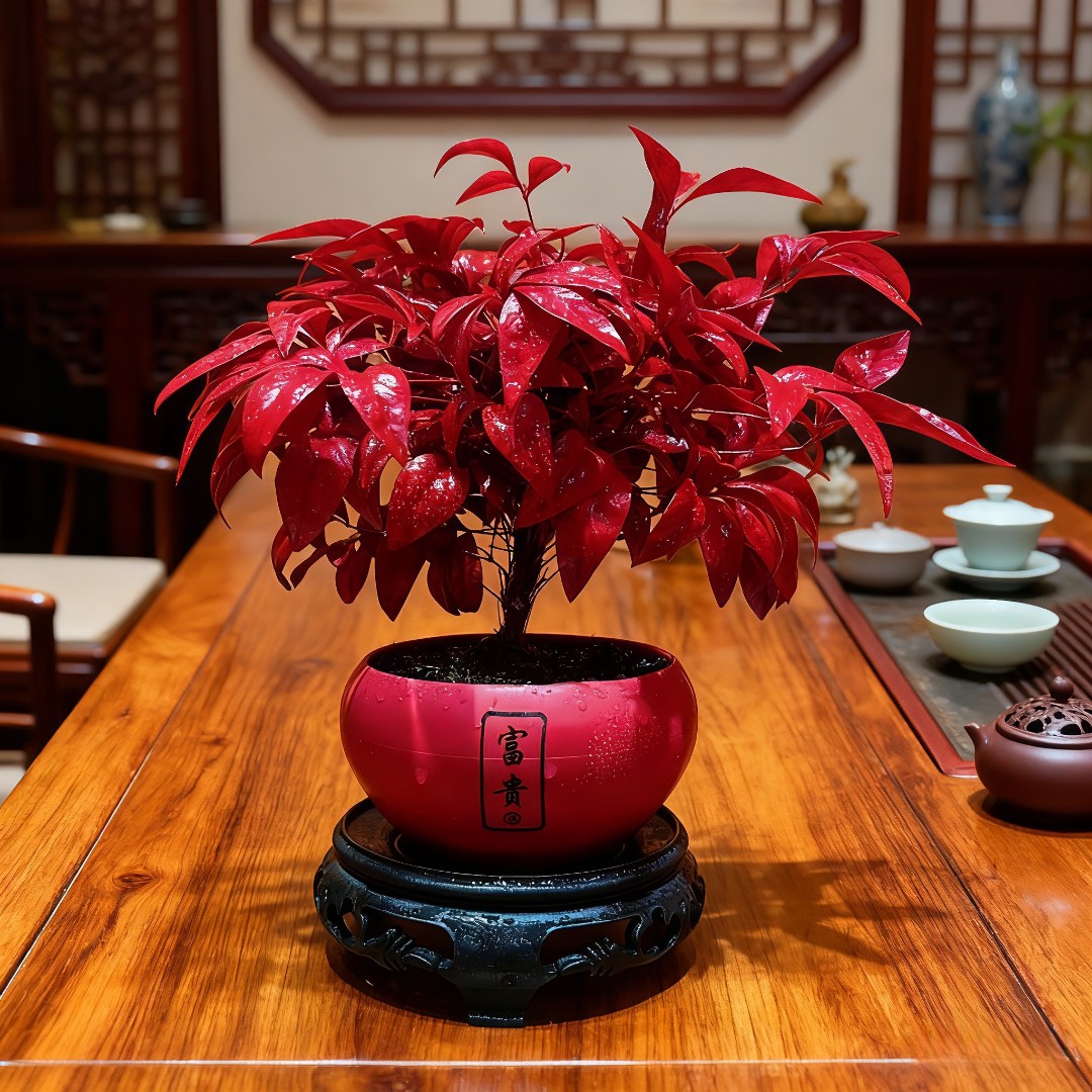 火焰南天竹盆栽冬季耐寒植物办公室四季好养盆景茶桌摆件禅意植物