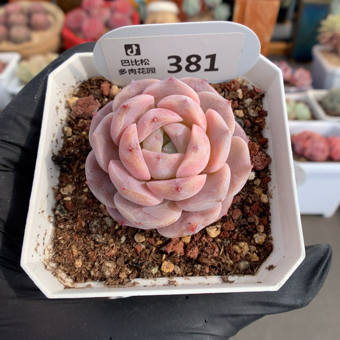 381 粉糖心多肉多肉