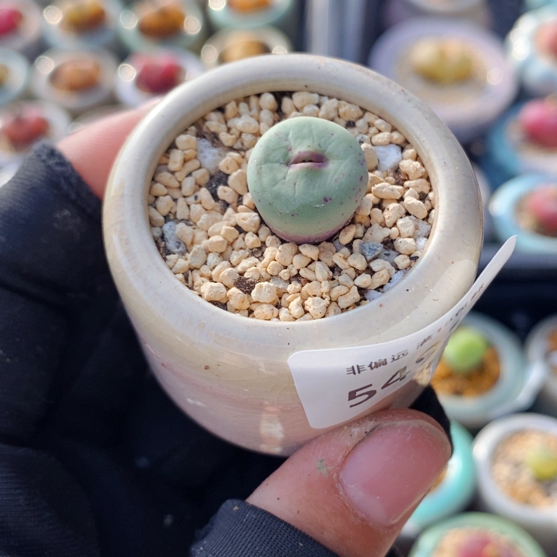 5493--一物一拍 带盆 1865.21