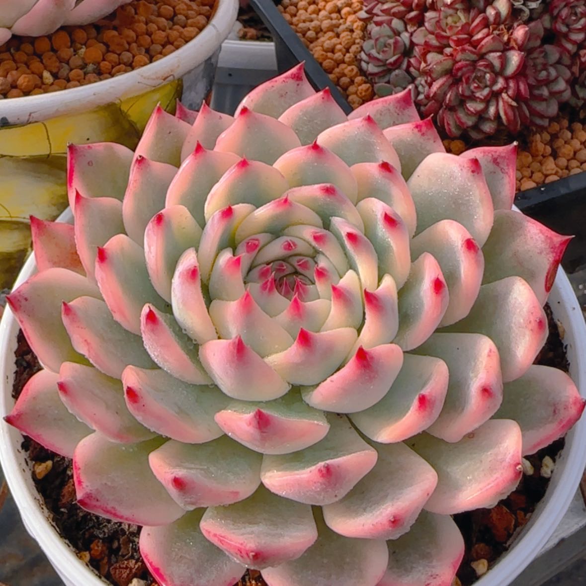 【闪购商品】吉娃娃锦99