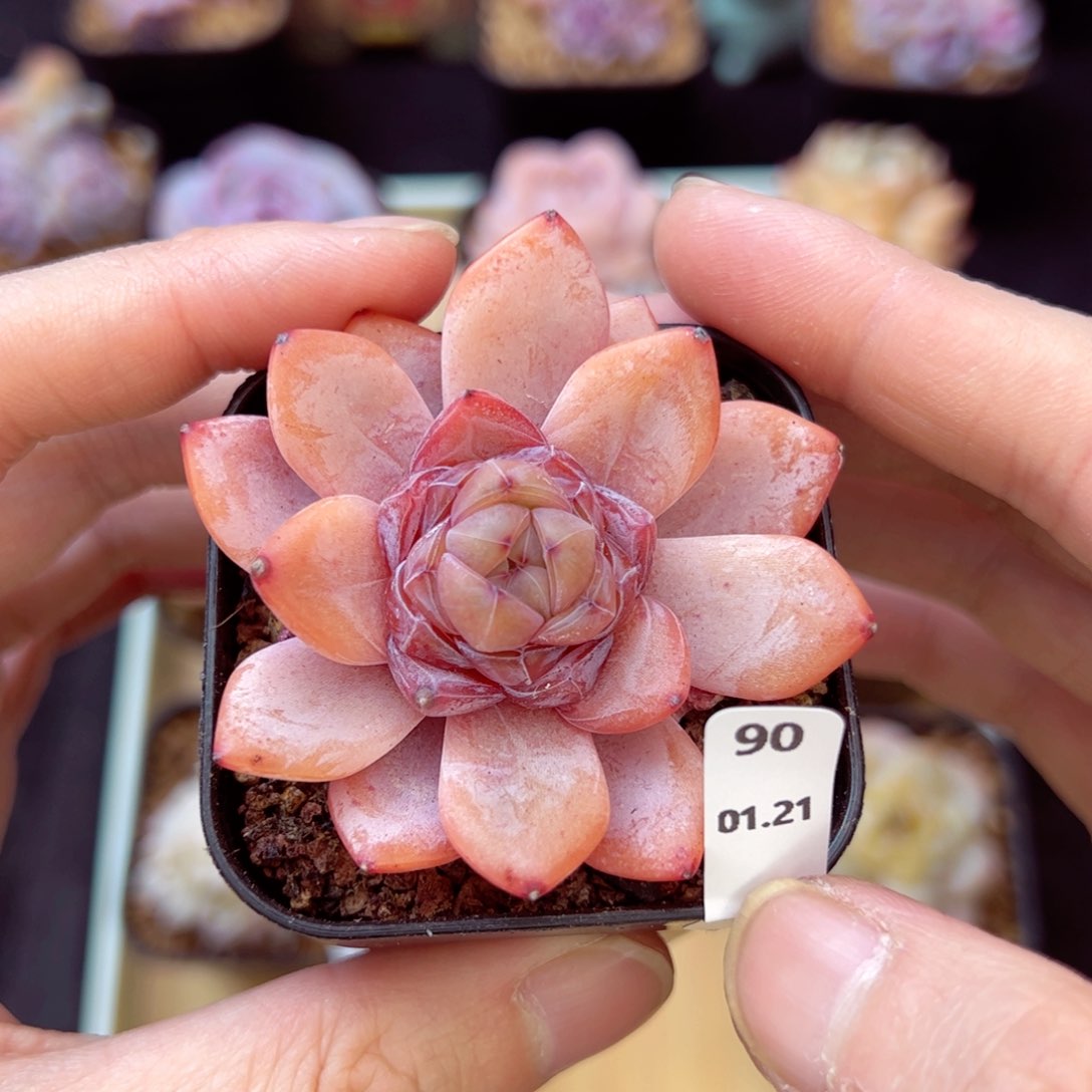 星星珍妮90、哈哈哈哈