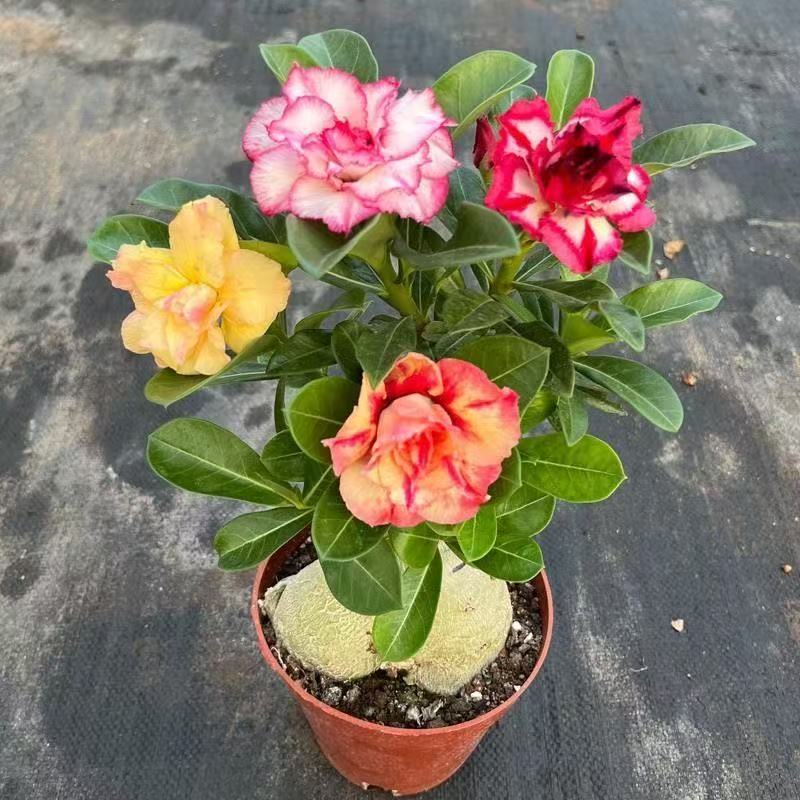 四季开花沙漠玫瑰5年老桩好养绿植阳台庭院观赏盆栽当年开花植物