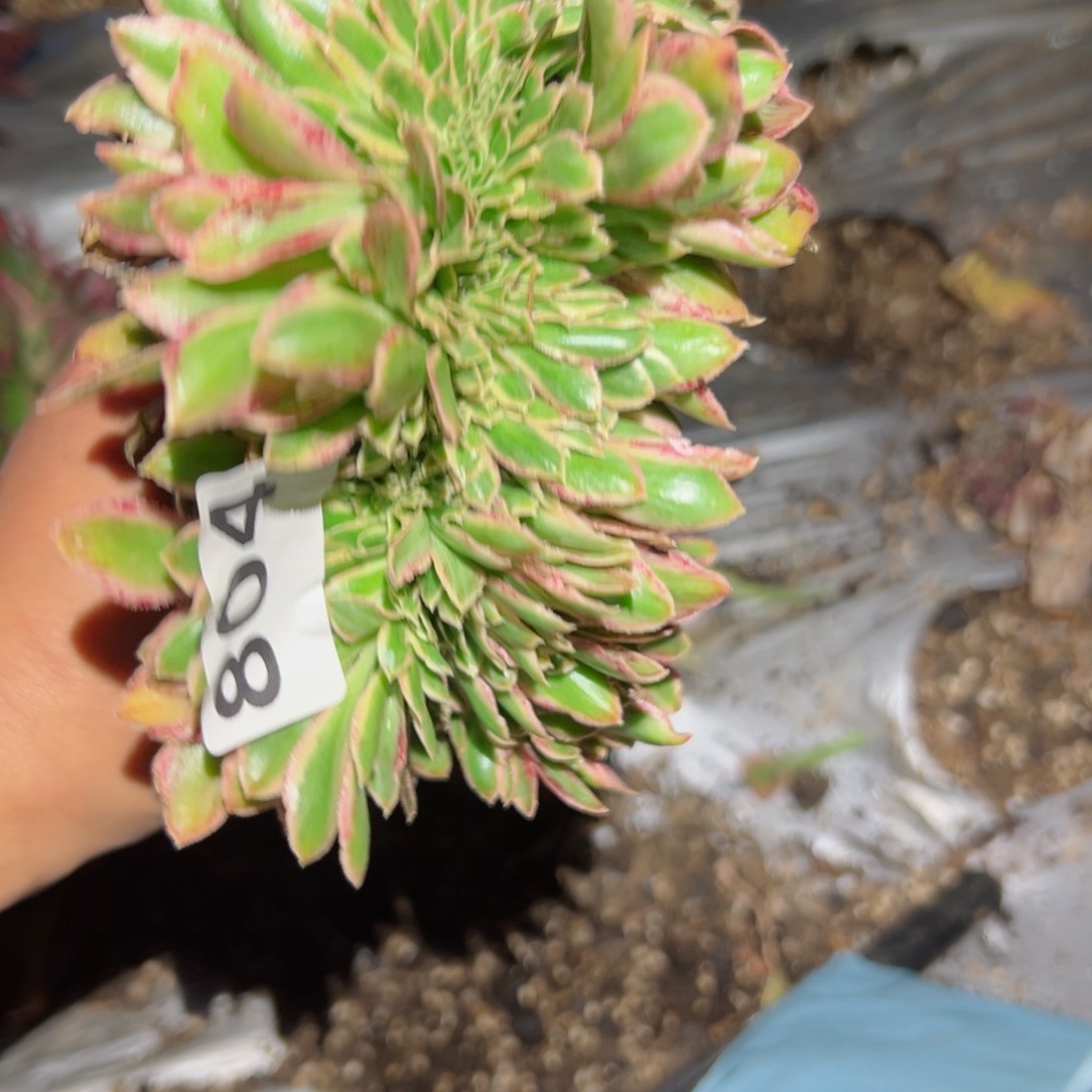 804 号多肉植物法师新年福利