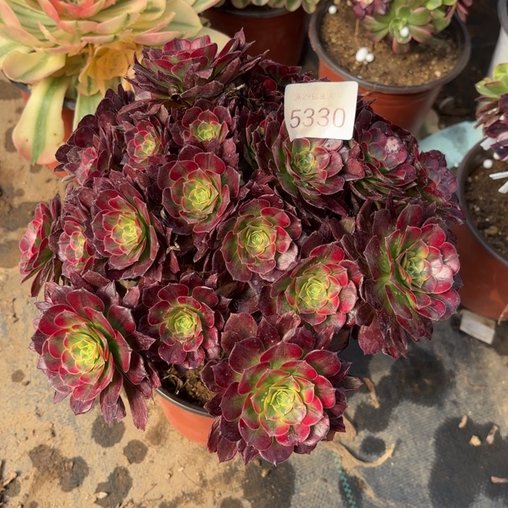 安娜锦多肉法师5330