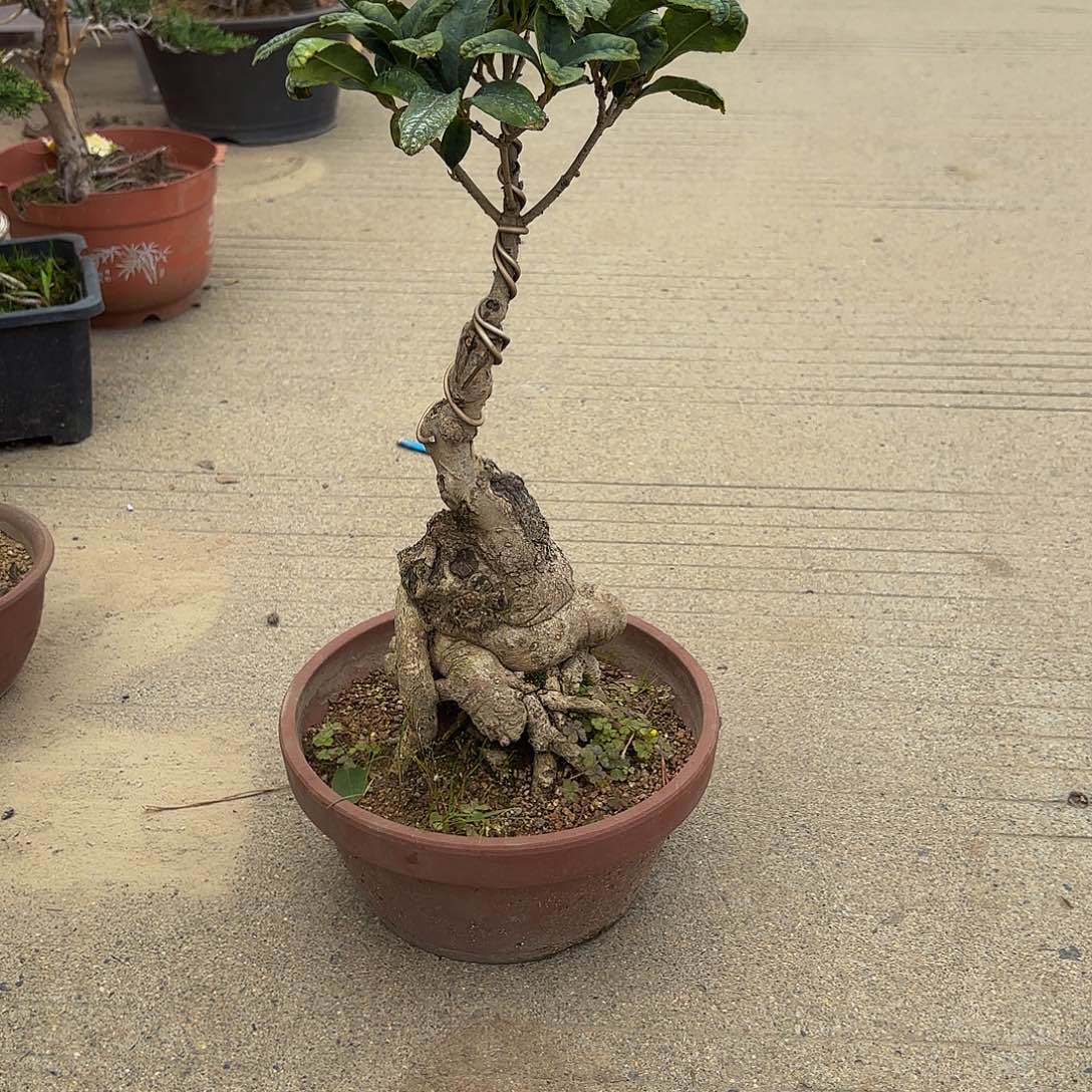 完全开放桂花盆景造型盆栽花卉