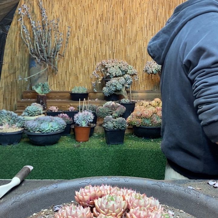 *****229号苯巴多肉植物