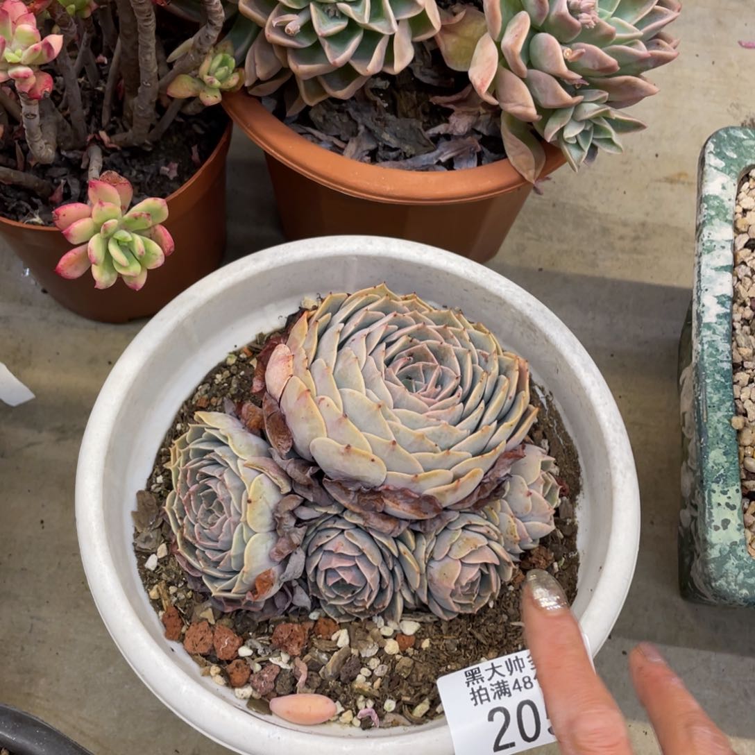 黑大帅多肉205天赐