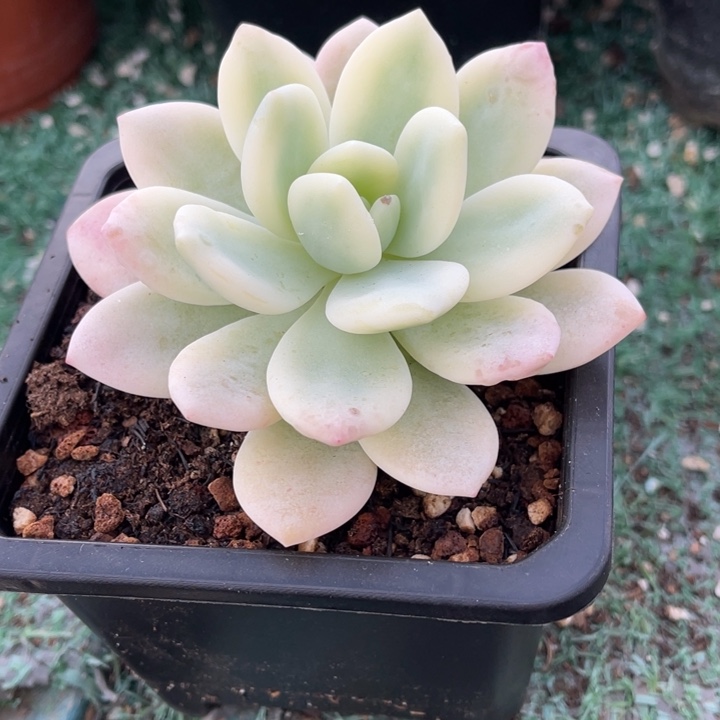 秋可园艺 冷香锦覆轮锦