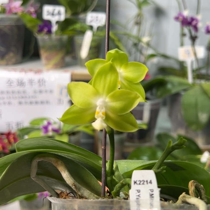 完全开放K2214  3.5寸4花剑